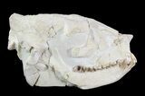 Beautiful, Oreodont (Merycoidodon) Skull - Wyoming #93751-4